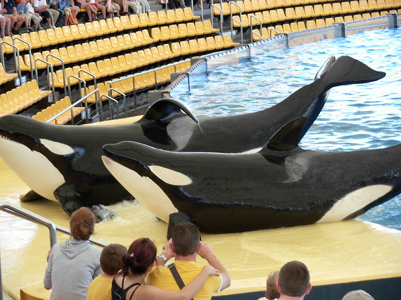 Orcas performing a show in captivity at Loro Parque, a zoo in Europe. Notice the collapsed dorsal fin, which indicated stress and unhappiness.