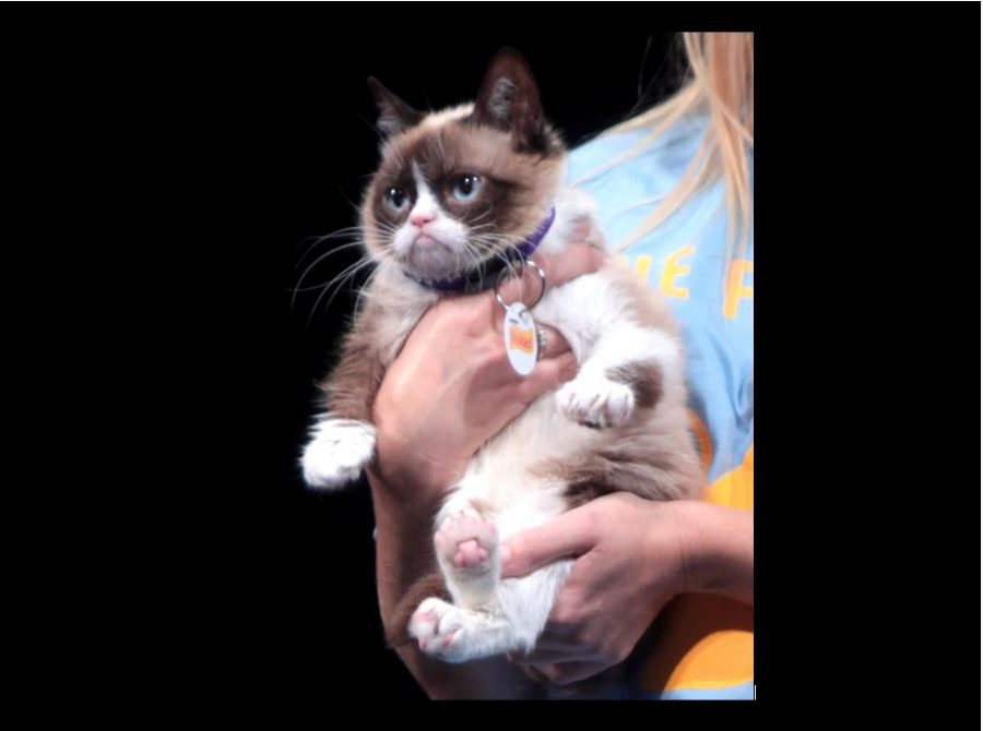 Grumpy Cat, who found her fame on Reddit, took the Internet by storm. She passed away on Tuesday. 