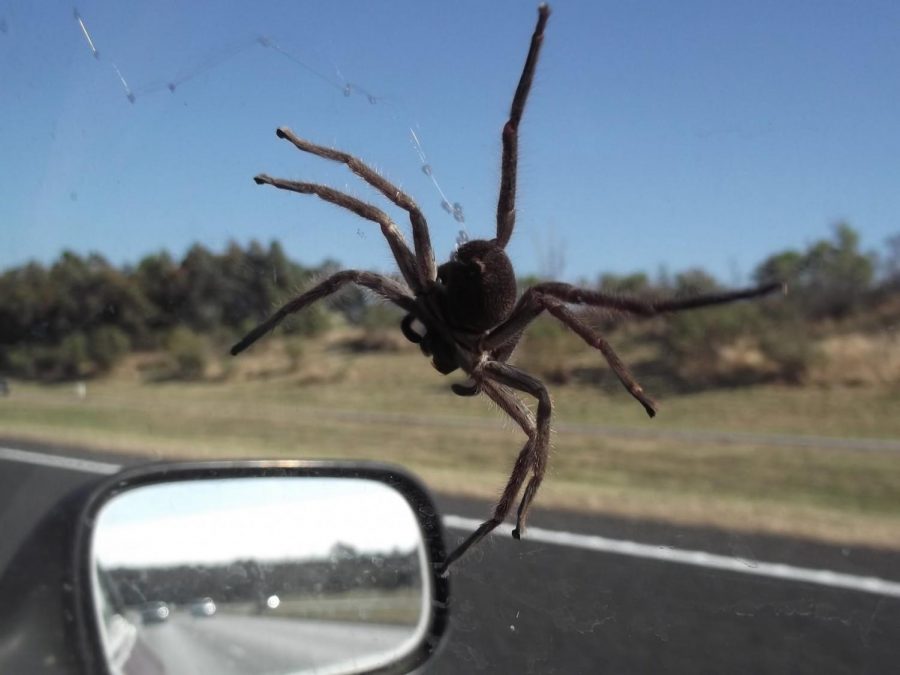What would you do if you saw a spider crawling around in your car?