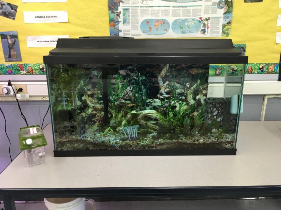 Fish and aquatic life hanging out in the Environmental Science room for class.