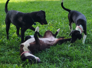 Mother dog Nadia ready for a belly rub while her two puppies curiously check her out.
