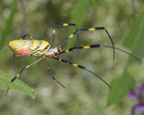 A female Jorō spider. Note that a fully grown females body is around an inch long (legspan can reach around 3 or 4 inches).